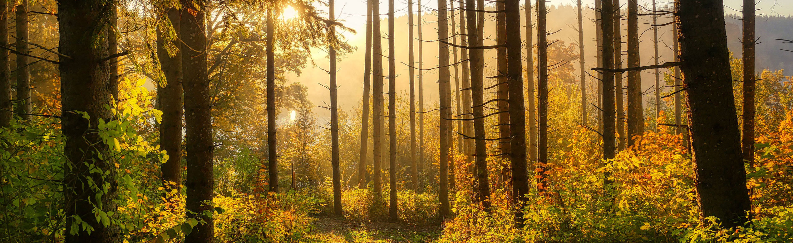 Raiffeisen Forst Waldbetreuung, Baum- und Grünflächenpflege